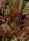 Einzelbild 8 Rundblättriger Sonnentau - Drosera rotundifolia