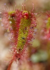 Einzelbild 5 Langblättriger Sonnentau - Drosera anglica