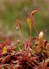 Einzelbild 8 Langblättriger Sonnentau - Drosera anglica