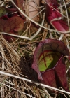 Einzelbild 5 Krugpflanze - Sarracenia purpurea