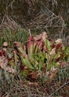 Einzelbild 6 Krugpflanze - Sarracenia purpurea