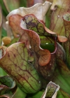 Einzelbild 8 Krugpflanze - Sarracenia purpurea