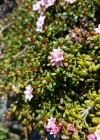 Einzelbild 6 Alpenazalee - Loiseleuria procumbens