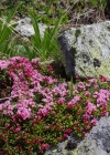 Einzelbild 8 Alpenazalee - Loiseleuria procumbens