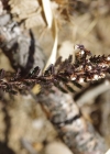 Einzelbild 5 Besenheide - Calluna vulgaris
