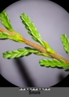 Einzelbild 6 Besenheide - Calluna vulgaris