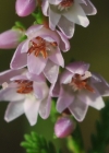Einzelbild 7 Besenheide - Calluna vulgaris
