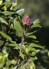 Einzelbild 5 Rostblättrige Alpenrose - Rhododendron ferrugineum