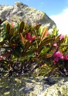 Einzelbild 6 Rostblättrige Alpenrose - Rhododendron ferrugineum