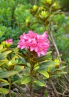 Einzelbild 7 Rostblättrige Alpenrose - Rhododendron ferrugineum
