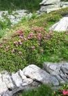 Einzelbild 8 Rostblättrige Alpenrose - Rhododendron ferrugineum