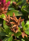Einzelbild 5 Bewimperte Alpenrose - Rhododendron hirsutum