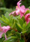 Einzelbild 8 Bewimperte Alpenrose - Rhododendron hirsutum