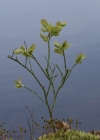 Einzelbild 5 Heidelbeere - Vaccinium myrtillus