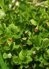 Einzelbild 8 Heidelbeere - Vaccinium myrtillus
