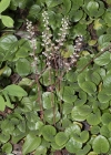 Einzelbild 8 Rundblättriges Wintergrün - Pyrola rotundifolia