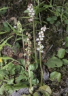 Einzelbild 5 Kleines Wintergrün - Pyrola minor