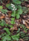 Einzelbild 8 Kleines Wintergrün - Pyrola minor