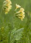 Einzelbild 6 Wald-Schlüsselblume - Primula elatior