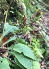Einzelbild 7 Wald-Schlüsselblume - Primula elatior