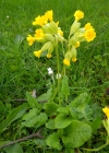Einzelbild 5 Frühlings-Schlüsselblume - Primula veris
