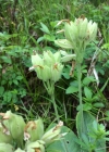 Einzelbild 6 Frühlings-Schlüsselblume - Primula veris