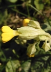 Einzelbild 7 Frühlings-Schlüsselblume - Primula veris