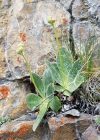 Einzelbild 5 Aurikel - Primula auricula