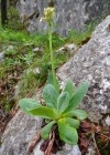 Einzelbild 6 Aurikel - Primula auricula