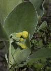 Einzelbild 7 Aurikel - Primula auricula