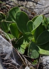 Einzelbild 8 Aurikel - Primula auricula