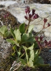 Einzelbild 7 Rote Felsen-Primel - Primula hirsuta