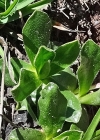 Einzelbild 5 Ganzblättrige Primel - Primula integrifolia