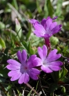 Einzelbild 8 Ganzblättrige Primel - Primula integrifolia