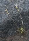 Einzelbild 6 Stumpfblättriger Mannsschild - Androsace obtusifolia