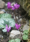 Einzelbild 7 Europäisches Alpenveilchen - Cyclamen purpurascens