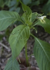 Einzelbild 6 Kleines Springkraut - Impatiens parviflora