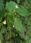 Einzelbild 8 Kleines Springkraut - Impatiens parviflora