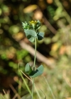 Einzelbild 8 Durchwachsener Bitterling - Blackstonia perfoliata