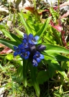 Einzelbild 5 Kreuzblättriger Enzian - Gentiana cruciata