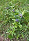 Einzelbild 7 Kreuzblättriger Enzian - Gentiana cruciata