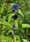 Einzelbild 8 Kreuzblättriger Enzian - Gentiana cruciata