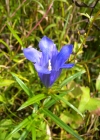 Einzelbild 5 Lungen-Enzian - Gentiana pneumonanthe