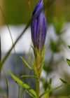 Einzelbild 7 Lungen-Enzian - Gentiana pneumonanthe