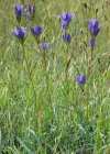 Einzelbild 8 Lungen-Enzian - Gentiana pneumonanthe