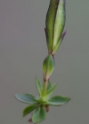 Einzelbild 6 Frühlings-Enzian - Gentiana verna