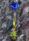 Einzelbild 7 Frühlings-Enzian - Gentiana verna