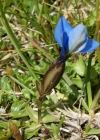 Einzelbild 8 Frühlings-Enzian - Gentiana verna