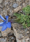 Einzelbild 5 Schleichers Enzian - Gentiana schleicheri