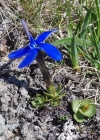 Einzelbild 6 Schleichers Enzian - Gentiana schleicheri